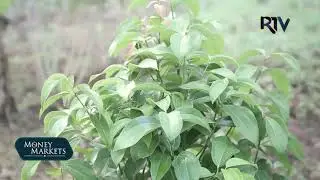 CINNAMON FARMING