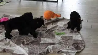 briard puppies O-Litter Buhlbino kennel, 4 weeks old
