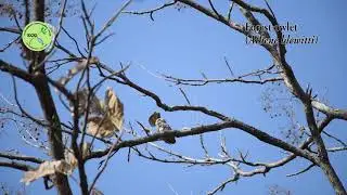 Forest Owlet calling at Melghat Tiger Reserve