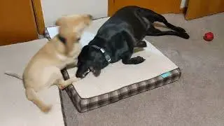 Puppies Playing
