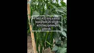 Qalampir Qilich (P 660-431) тўқ яшил бозорбоб 20 смлик аччиқ қалампир гибриди.