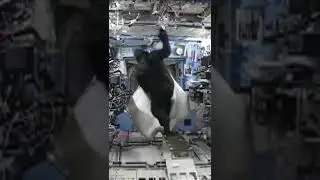 A Gorilla in Space? #shorts