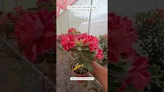 Rare Imported Adenium Plant Online Shopping 🪴 #adenium #plants #flowers #garden