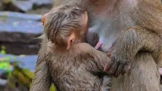 Good job mom let milk to small feed milk a lot |
