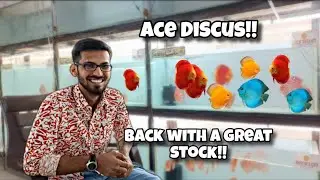 Discus fish for sale at reasonable prices at ACE DISCUS