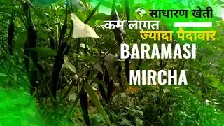 Mastering Chili Pepper Cultivation: Techniques for the Perfect Harvest