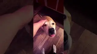 My lazy sweet potato loves giving me the puppy eyes🐶🥔😍#socute😍#subscribeifyouloveher#share🙂👍