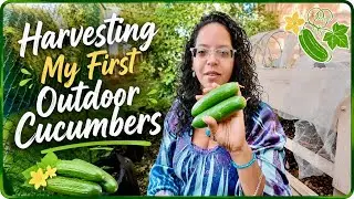 Сбор первых огурцов на открытом воздухе | Garden Progress 84