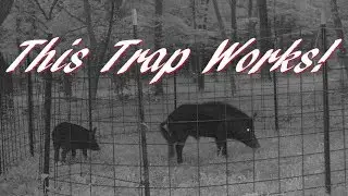 How To Build a Corral Figure C (Figure 6) Feral Hog Trap!  Trapping Wild Feral Pigs!