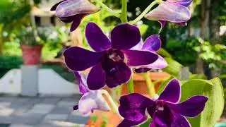 My orchid collections/dendrobium orchid/cattleya orchid/ground orchid