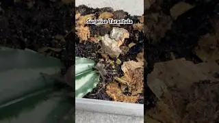 We love a surprise tarantula 😍 #tarantula #tarantulas #pets #spider #unboxing