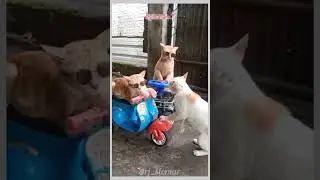 Simpoli Badmash 😅funny animals dubbing #shortvideo #shorts #comedy #funny #rjstomar #jhnkbjk