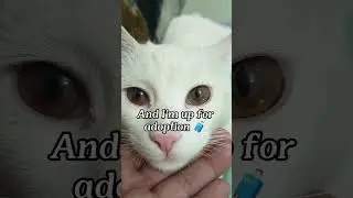 Я готова к усыновлению 🥹🤍🐾 #кот #очаровательный #забавныйкот #усыновление #короткометражки #вирусный