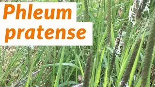 🟢 Fleo (PHLEUM PRATENSE) | Conoce las PLANTAS BIOINDICADORAS del suelo #Shorts
