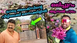 Morning Cycle Ride | ഒലിപ്പുറം ആമ്പൽ പാടം | Actor Lalu Alex House