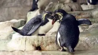 Felsenpinguine haben Nachwuchs