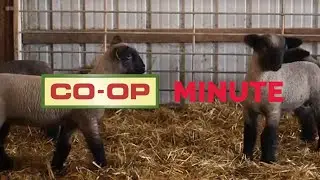 Co-op Minute: Winter Lambing