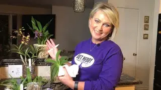 Ура!!! Новые орхидеи в посылке! Природные экземпляры редких орхидей! Посадка и условия для орхидей.