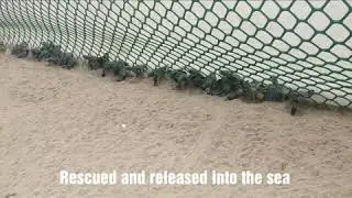 Rescue and release of Olive Ridley turtle hatchlings