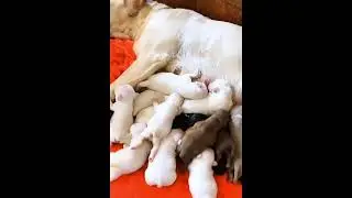 Dogbaby100k Live Stream