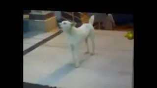 Dog Taking Arathi of Lord SAI BABA  Miracle