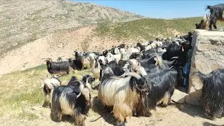#These hard-working nomads are taking #their sheep to the mountains of Blyt Boland#