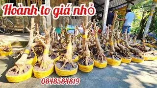14/1 A Tú 0848584819 gl lô phôi mai giảo bonsai hoành to đẹp giá nhỏ |MaivàngThanhTâm