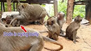 Pity..!! Monkey Dodo was fight by grandpa during eating food with group | Mr.Tor was jealous of Dodo
