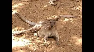 Macropus giganteus giganteus   Великий сірий кенгуру   Great grey kangaroo