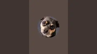 Pinscher do grau est&aacute; ao vivo!