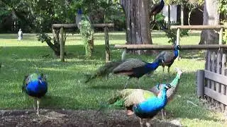 Peacocks at the Fountain of Youth St Augustine Florida