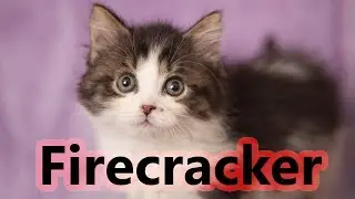PetPromise Kitten Feature: FireCracker