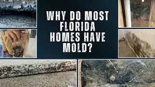 Mold Removal: Why Do Most Florida Homes Have Mold?
