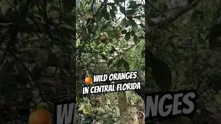 Wild Oranges?!? Wtf Florida is a Different Dimension 🤯 🌴🍊