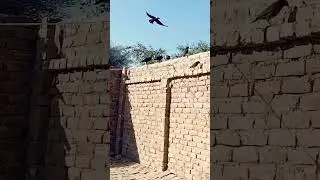 crow.. video...with.. beautiful.. sounds🌺🌺🌺🌺🌺🌺🌺🌺#crow # #crow #sound #birds #viral #animal  #katto