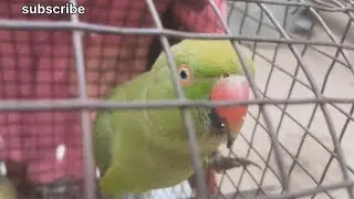 how to train parrots to talk ||❤️🌾