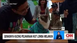 Gemasnya Kucing Peliharaan Ikut Lomba Melamun