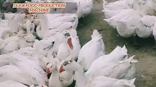 ម៉ាស៊ីនផលិត & ចំណីអាហារទា🦢🦆🦆