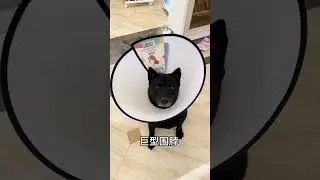 #dog#Five Black Dogs#Chinese Village Dog#Funny#Funny videos about dogs