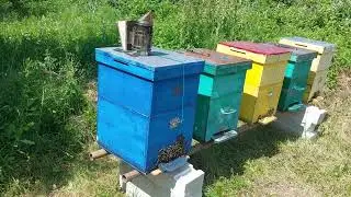 8 iun 24 - Culesul dupa salcam pana in prezent