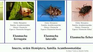 Insecto, orden Hemiptera, familia Acanthosomatidae elasmucha minor brevis lateralis grisea Trinity