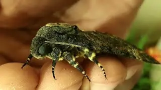 My new pet 😊 Deaths Head Hawk Moth in Dubai