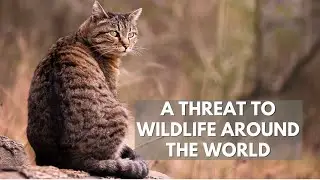 Are Feral Cats Hurting the Global Ecosystem?