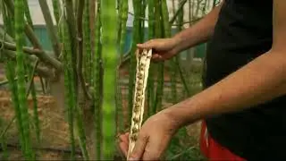 Benvenuti in Salento: le nostre serre di Moringa oleifera
