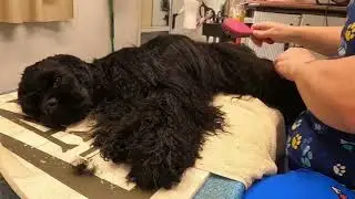 American Cocker -Long hair dog Line Brushing Technique @DogGroomingTV