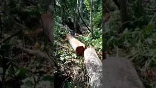 Bak geumata haji baka mns munje