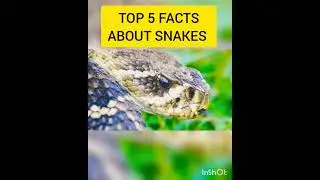 Facts about snakes in hindi | Top 5 facts about snakes | #facts #shorts