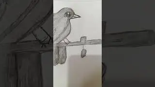 Realistic pencil sketch of bird drawing🥰🥰 🙏🙏#drawing #viral#shorts#painting