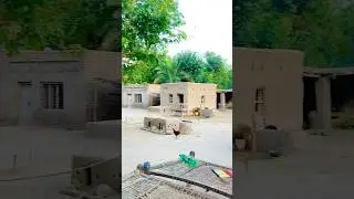 Pure Village Life in Punjab #villagelife #rurallife