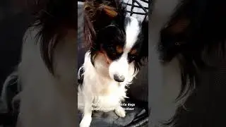 #batman #batdog The Batman - papillon Benya :) #papillon